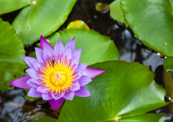 Purple water lilly on water background with leaves.