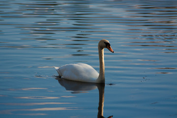Swan swimming in the kake
