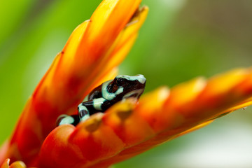 Green and Black Poison Dart Frog