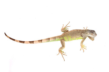 green iguana