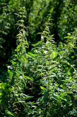 stinging nettle