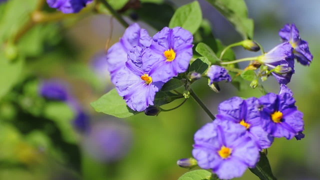 pianta di solanum