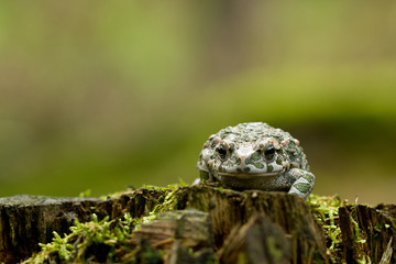 European Green Toad