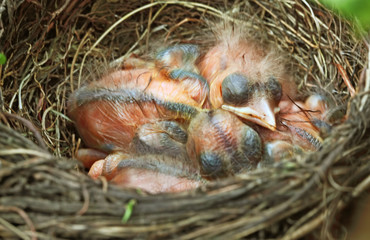 Obraz premium Amseljunge im Nest