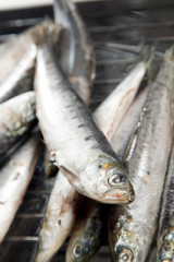 Sardines on wire rack, ready to be cooked.