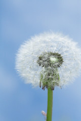 White dandelion against the blue sky