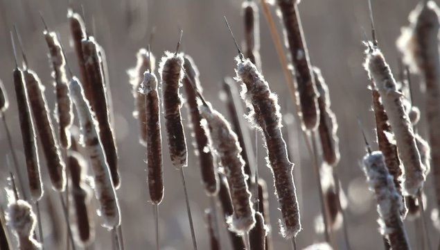 Closeup of some cattails swaying in the wind.