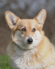 CORGI PEMBROKE