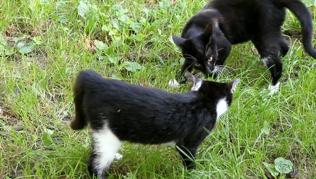 Katzen beim Spielen