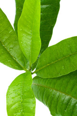 pimenta dioica ,quatre épices, quatre-épices