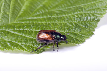 Creeping bug