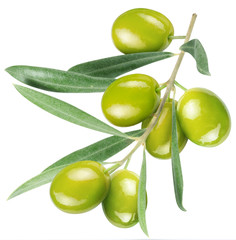 Olives on branch with leaves
