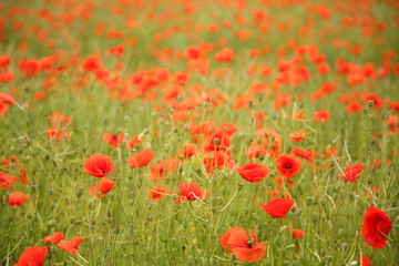 Fototapeta na wymiar Field of wild poppy flowers.