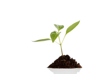 Young plant