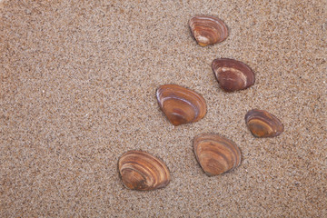 Fototapeta na wymiar Brown sea shells on sand