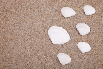White/beige sea shells on sand