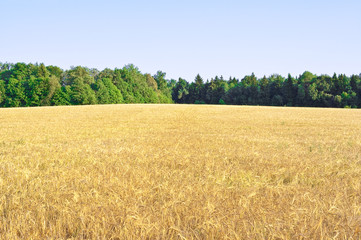 Field of ripe wheat on a hill