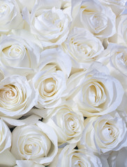 White roses background - 34846355