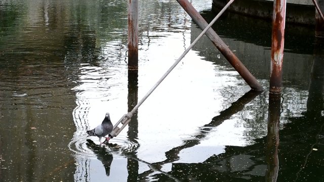 Wasser-Taube-Industrie