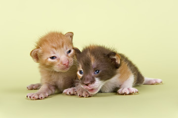 Peterbald Kitten 18211