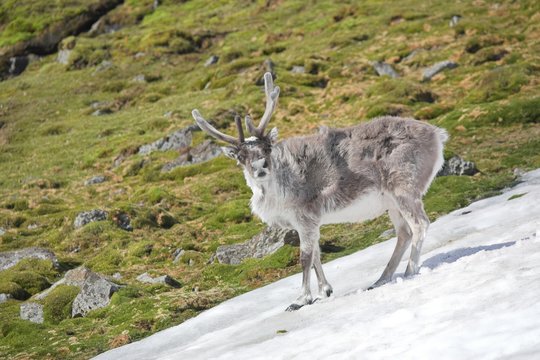 Arctic reindeer - Spitsbergen, Svalbard