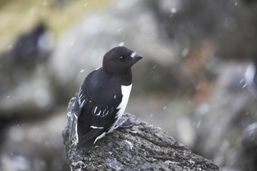 Little auk (Arctic bird)