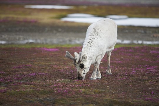 Reindeer walking on tundra