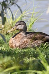canard femele