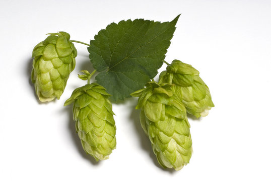 hops  cone