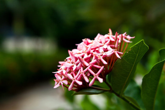 Pink ixora flower closeup