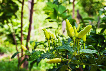 Young fresh chilli tree