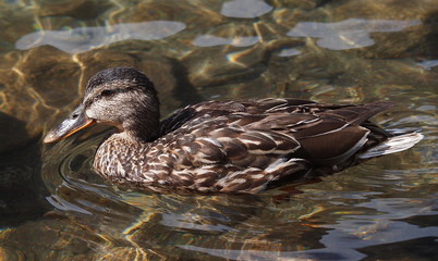 Mallard,  Anas platyrhynchos,  duck on lake