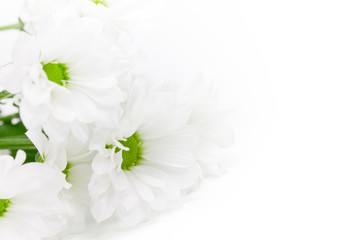 weisse Margeriten