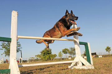 berger belge malinois et agiilty