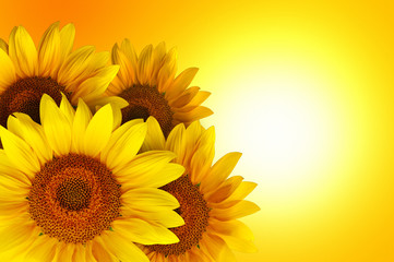 Obraz premium Sunflowers
