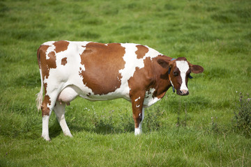 Fototapeta na wymiar Holenderska krowa.