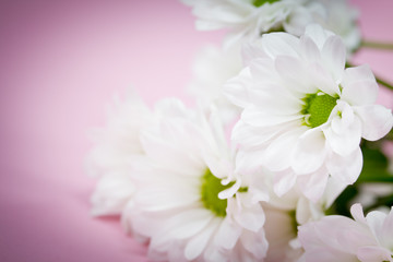 weisse Blüten auf Pink