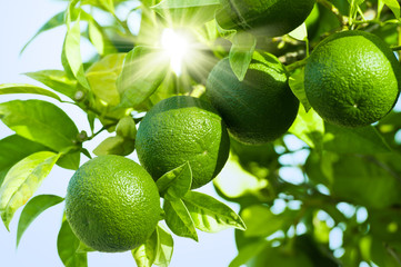 Limetten am Baun