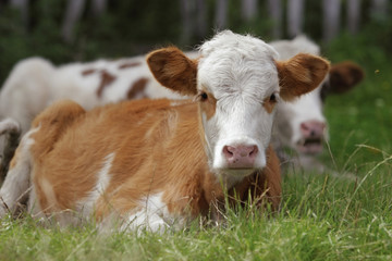 Calves lie in a grass