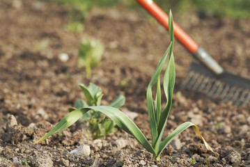 Young healthy garlic (Allium sativum) plant.
