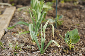 Young healthy garlic (Allium sativum) and and broad beans (Vicia