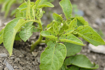 Potato Swift foliage