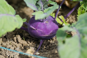 Kohlrabi (German turnip).