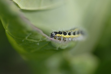 Catipillar eating cabbage leaf.