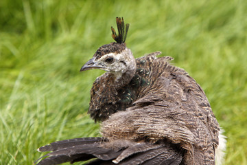 Blauer Pfau (Küken)