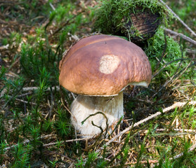 Carl Johan developing