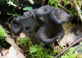 Black Trumpets in progress