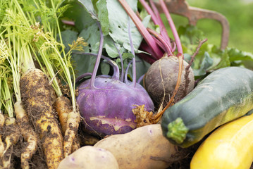 Collection of harvested vegetables.