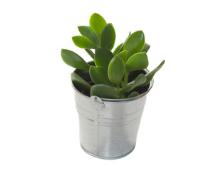 Crassula plant