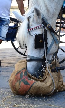 Cavallo mangia la sua razione di cibo